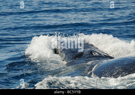 Baleine à bosse Megaptera novaeanglicae la tête à claques de surface le comportement montrant des dommages à tubercules sur head Baja Mexique Banque D'Images