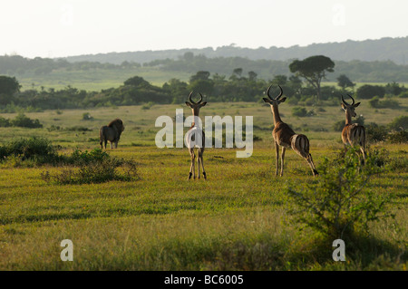 Trois Impala Aepyceros melampus regardant lion Panthera leo Eastern Cape Afrique du Sud Banque D'Images