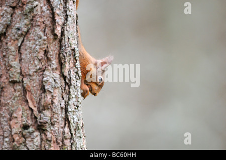 L'Écureuil roux Sciurus vulgaris se reflète à partir de tronc d'arbre derrière l'Ecosse Cairngorms Banque D'Images