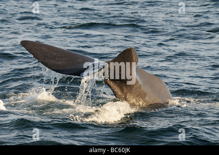 Cachalot Physeter macrocephalus fluke queue soulevées au sujet de la plongée Mer de Cortez au Mexique Banque D'Images