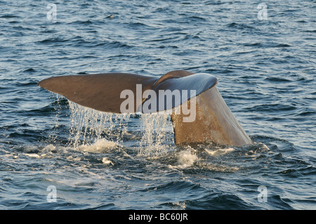 Cachalot Physeter macrocephalus fluke queue soulevées au sujet de la plongée Mer de Cortez au Mexique Banque D'Images