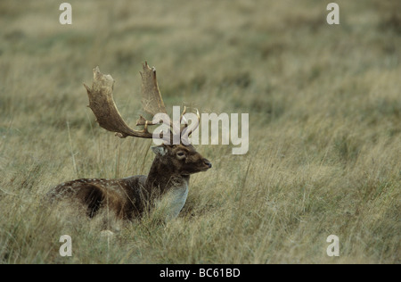 Le daim (Dama dama) debout, en forêt, Jutland-du-Nord, Danemark Banque D'Images