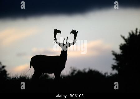 Silhouette de daim (Dama dama) standing in field, Schleswig-Holstein, Allemagne Banque D'Images