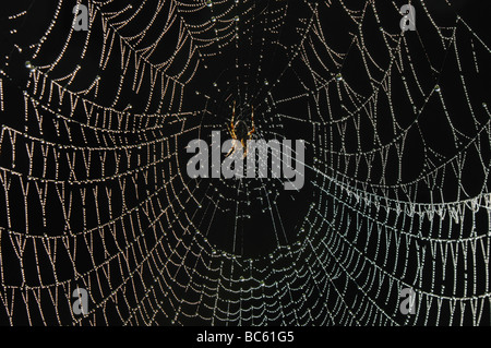 Jardin spider Araneus diadematus (croix) assis sur le web Banque D'Images