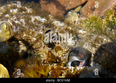 Un ermite sur la côte sur le Firth of Forth à Crail, Fife. Banque D'Images