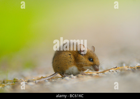 Close-up of Wood souris (Apodemus sylvaticus) en quête de terrain, Bavière, Allemagne Banque D'Images