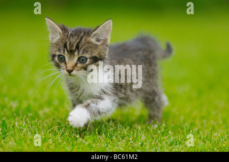 Close-up of kitten walking in field, Bavière, Allemagne Banque D'Images