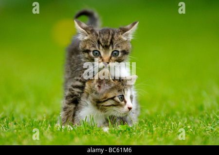 Close-up de deux chatons en champ, Bavière, Allemagne Banque D'Images