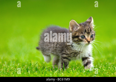 Close-up of kitten walking in field, Bavière, Allemagne Banque D'Images