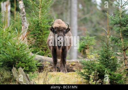 Bison d'Europe (Bison bonasus) debout, en forêt, parc national de la forêt bavaroise, Bavière, Allemagne Banque D'Images