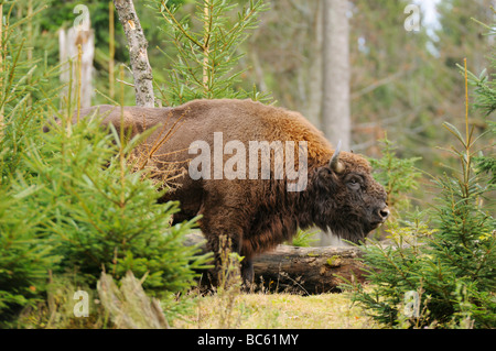 Bison d'Europe (Bison bonasus) debout, en forêt, parc national de la forêt bavaroise, Bavière, Allemagne Banque D'Images