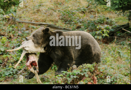 Ours brun (Ursus arctos) marcher avec les proies dans sa bouche en forêt, parc national de la forêt bavaroise, Bavière, Allemagne Banque D'Images