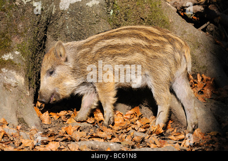 Le sanglier (Sus scrofa) debout, en forêt, parc national de la forêt bavaroise, Bavière, Allemagne Banque D'Images