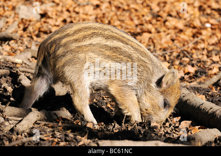 Le sanglier (Sus scrofa) en quête de forêt, parc national de la forêt bavaroise, Bavière, Allemagne Banque D'Images