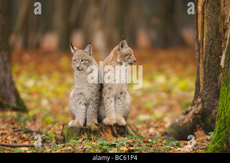 Deux lynx roux (Lynx rufus) assis dans la forêt, parc national de la forêt bavaroise, Bavière, Allemagne Banque D'Images