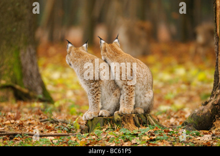 Deux lynx roux (Lynx rufus) assis dans la forêt, parc national de la forêt bavaroise, Bavière, Allemagne Banque D'Images