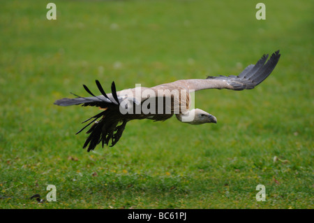 Vautour fauve (Gyps fulvus) en vol Banque D'Images