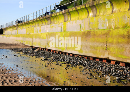 Mur recouvert de mer Algues vertes à Overstrand, Norfolk, Royaume-Uni, avec base exposés par l'affouillement. Banque D'Images