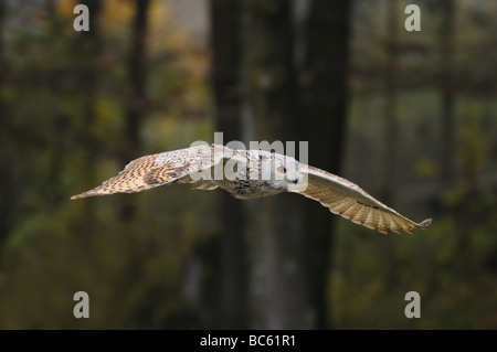 Close-up de Milky Eagle owl (Bubo bubo) en vol Banque D'Images