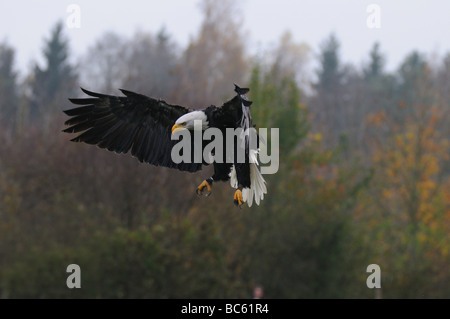 Pygargue à tête blanche (Haliaeetus leucocephalus) en vol Banque D'Images