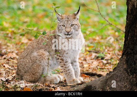 Lynx roux (Lynx rufus) assis dans la forêt, parc national de la forêt bavaroise, Bavière, Allemagne Banque D'Images