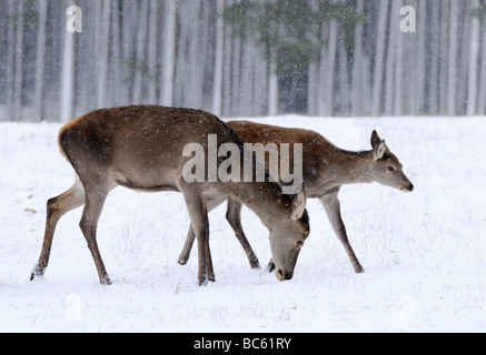 Deux Red Deer (Cervus elaphus) en forêt, Franconia, Bavaria, Germany Banque D'Images