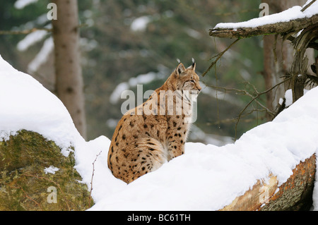 Le Lynx assis dans la neige, Bavière, Allemagne Banque D'Images