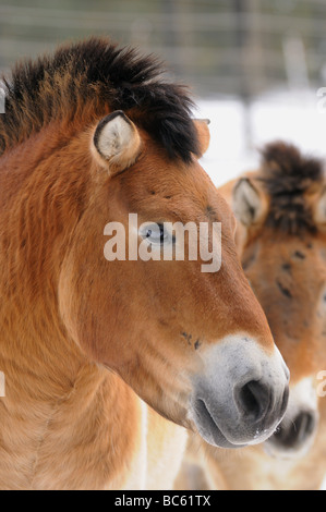 Close-up of cheval de Przewalski (Equus caballus przewalskii) en forêt, parc national de la forêt bavaroise, Bavière, Allemagne Banque D'Images