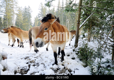 Chevaux de Przewalski (Equus caballus przewalskii) en forêt, parc national de la forêt bavaroise, Bavière, Allemagne Banque D'Images