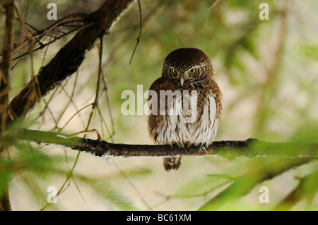 Close-up of Eurasian Pygmy Owl (Glaucidium passerinum) perching on branch, Parc National de la forêt bavaroise, Bavière, Allemagne Banque D'Images