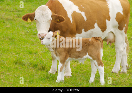 Cow standing avec son veau dans le champ, Franconia, Bavaria, Germany Banque D'Images