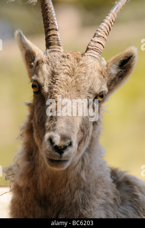 Close-up de la Chèvre (Capra aegagrus hircus) face Banque D'Images