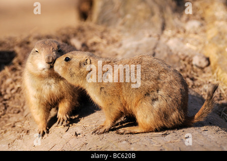 Close-up de deux chiens de prairie (Cynomys ludovicianus) sur le paysage Banque D'Images