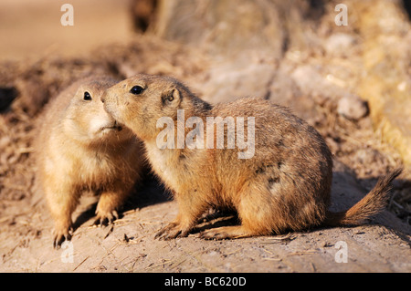 Close-up de deux chiens de prairie (Cynomys ludovicianus) sur le paysage Banque D'Images