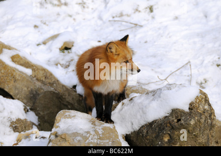 Le renard roux (Vulpes vulpes) standing on snowy rock, Bavière, Allemagne Banque D'Images