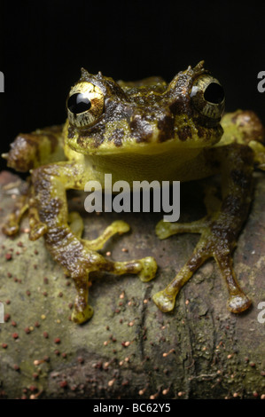 Everett's Flying Frog, Rhacophorus everetti, assis sur une branche Banque D'Images