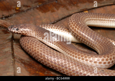 Xenopeltis unicolor Sunbeam Snake. Banque D'Images