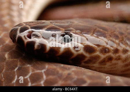 Gros plan de la tête et des yeux d'un serpent enroulé, Xenopeltis unicolor Sunbeam Banque D'Images