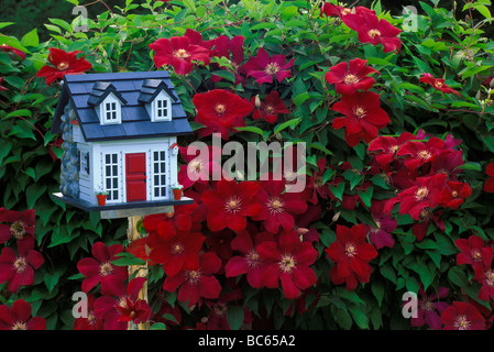 Fantaisie fait main peint maison d'oiseau à côté d'un mur couvert de grandes fleurs rouge clematis (clematis "Rouge Cardinal'), USA Banque D'Images