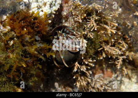 Un ermite sur la côte sur le Firth of Forth à Crail, Fife. Banque D'Images