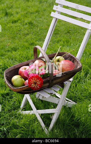 Close-up de pommes dans des trug sur chaise de jardin pliante blanche Banque D'Images