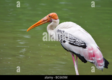 Stork Mycteria leucocephala peint, Banque D'Images