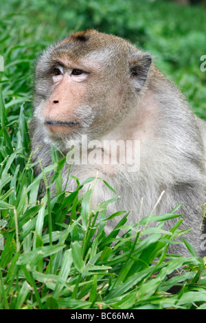 'Long-tailed macaque monkey' 'Macaca fascicularis' assis dans l'herbe, 'Wat Phnom', 'Phnom Penh, Cambodge' Banque D'Images