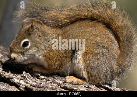 L'Écureuil roux Le Parc National de Yellowstone au Wyoming Banque D'Images