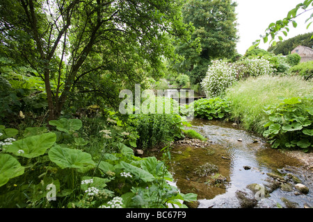 Afficher le long des bordés d'arbres et arbustes et les zones de Darmera peltata croissant sur banque dans un jardin de campagne anglaise UK Banque D'Images
