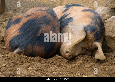 Une paire de cochons noirs et de sable d'Oxford dormant dans l'Oxfordshire, Angleterre, Royaume-Uni Banque D'Images