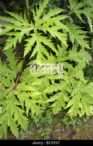 Feuilles de la berce du Caucase ou vache géante-Persil, Heracleum mantegazzianum, Apiaceae Banque D'Images