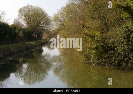 Wendover bras ; une succursale du Grand Union canal près de Tring Hertfordshire UK Banque D'Images