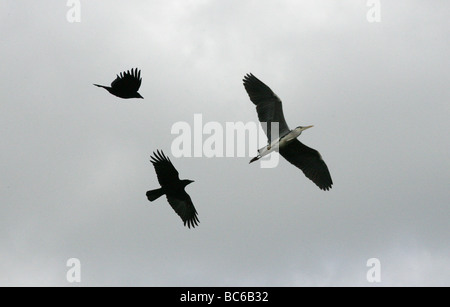 Héron cendré Ardea cinerea, d'être assailli par les corbeaux. Banque D'Images