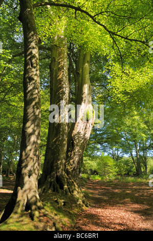 La croissance de printemps dans un bois de hêtre. Banque D'Images